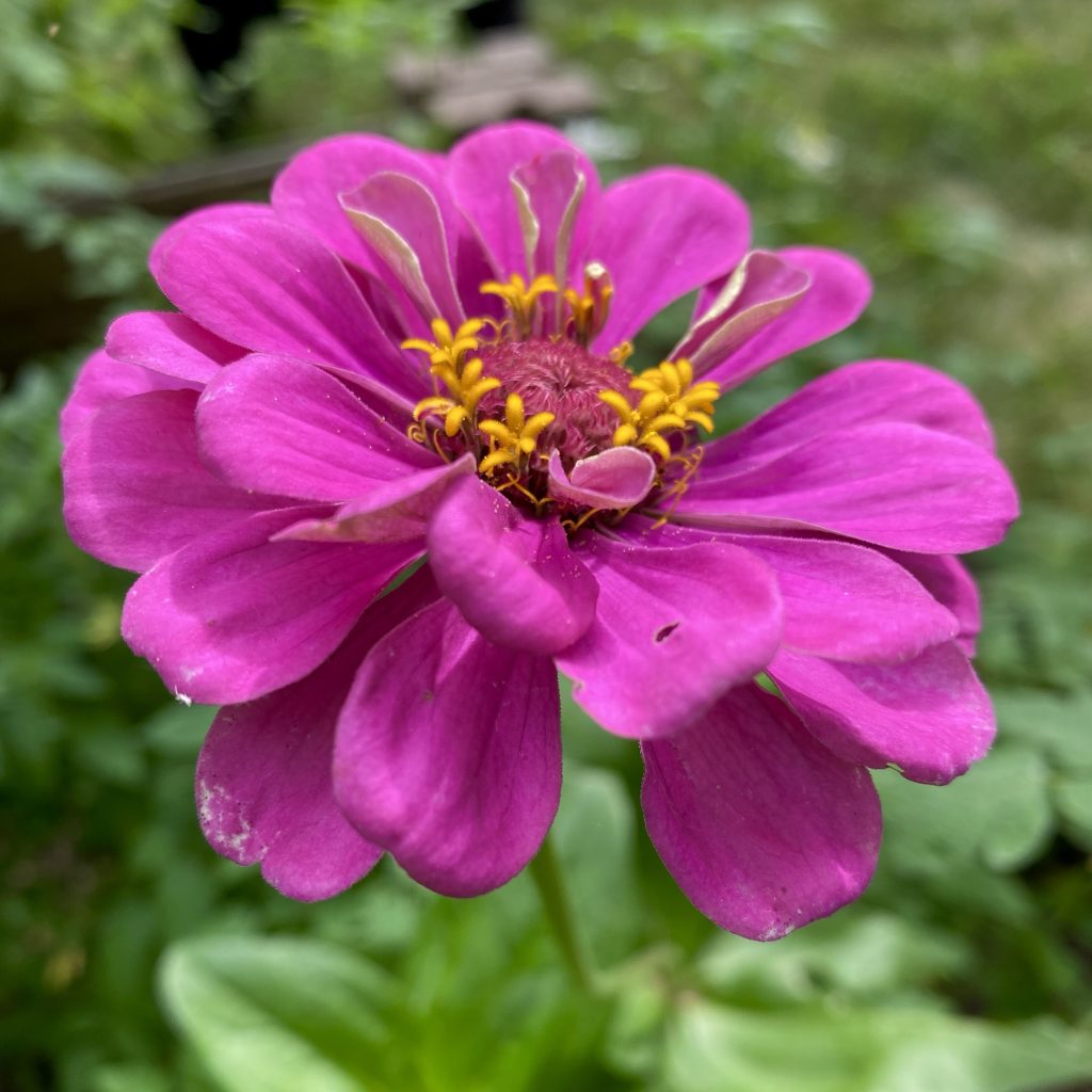 Hot pink petals with tiny yellow pollen like flowers in the center